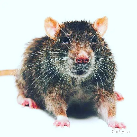 Econtrol de plagas BCN