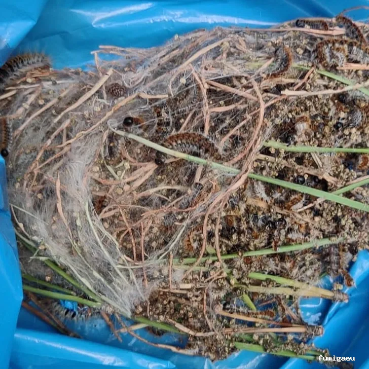 Econtrol de plagas BCN