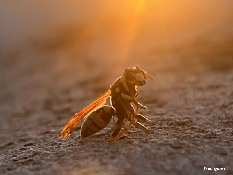 Hidelimp Soluciones Ambientales - Sanidad Ambiental