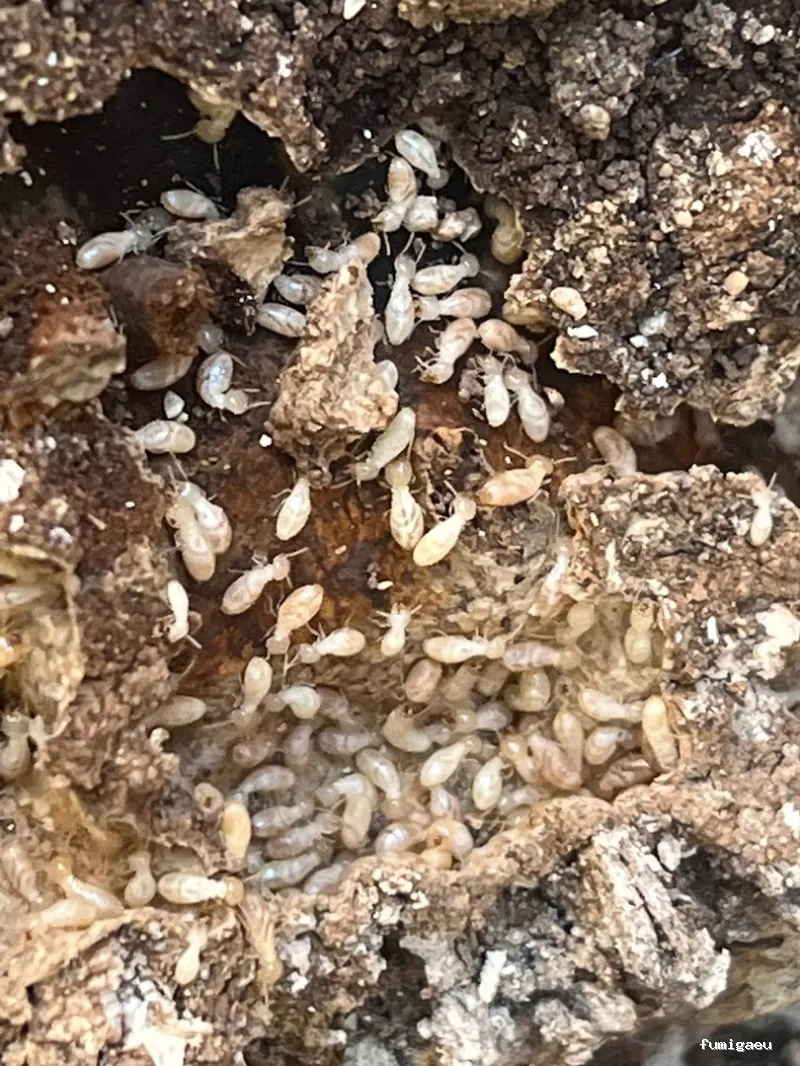 Hidelimp Soluciones Ambientales - Sanidad Ambiental