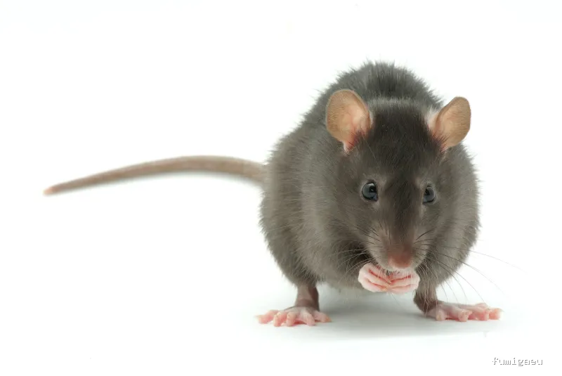 Hidelimp Soluciones Ambientales - Sanidad Ambiental