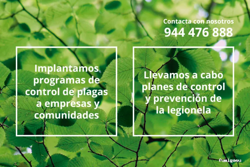 Control de Plagas de Termitas y Carcoma Sitehisa🦠🐜🐝🦗
