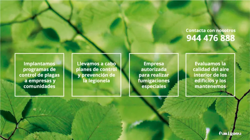 Control de Plagas de Termitas y Carcoma Sitehisa🦠🐜🐝🦗