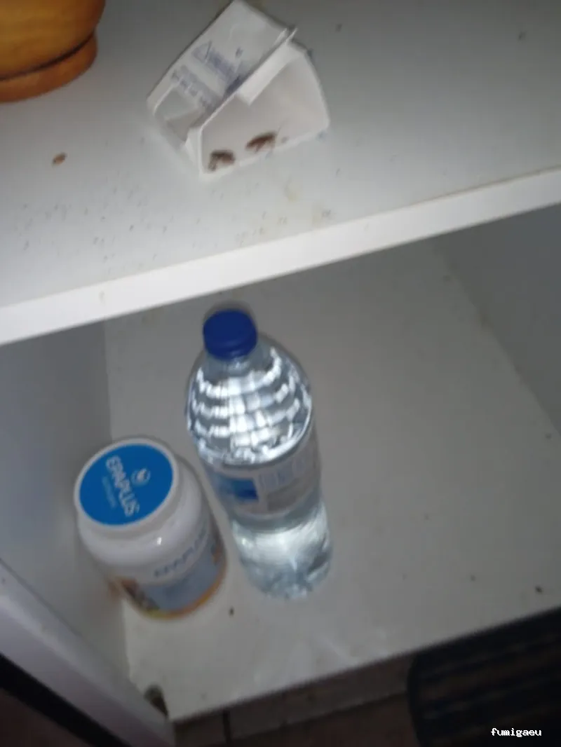 Fumigadora Internacional