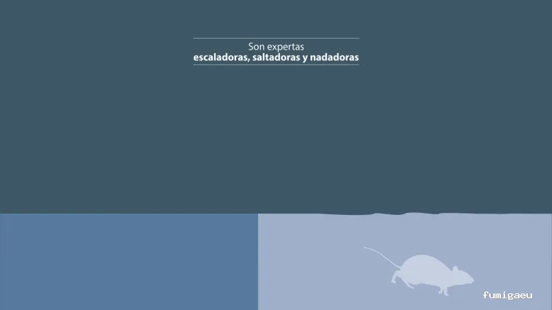 Rentokil Control de Plagas en Palma de Mallorca