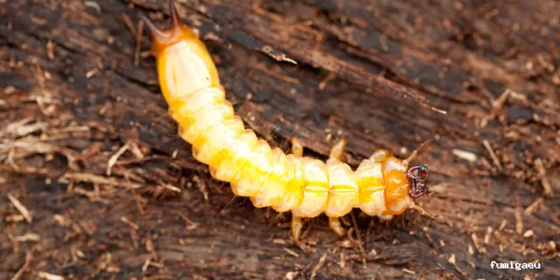 CONTROL DE PLAGAS D3 - SALUD AMBIENTAL