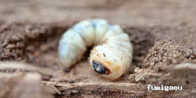 CONTROL DE PLAGAS D3 - SALUD AMBIENTAL