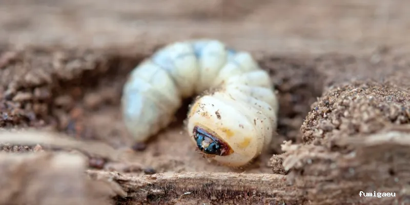 CONTROL DE PLAGAS D3 - SALUD AMBIENTAL