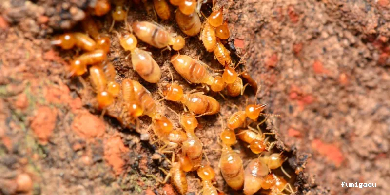 CONTROL DE PLAGAS D3 - SALUD AMBIENTAL