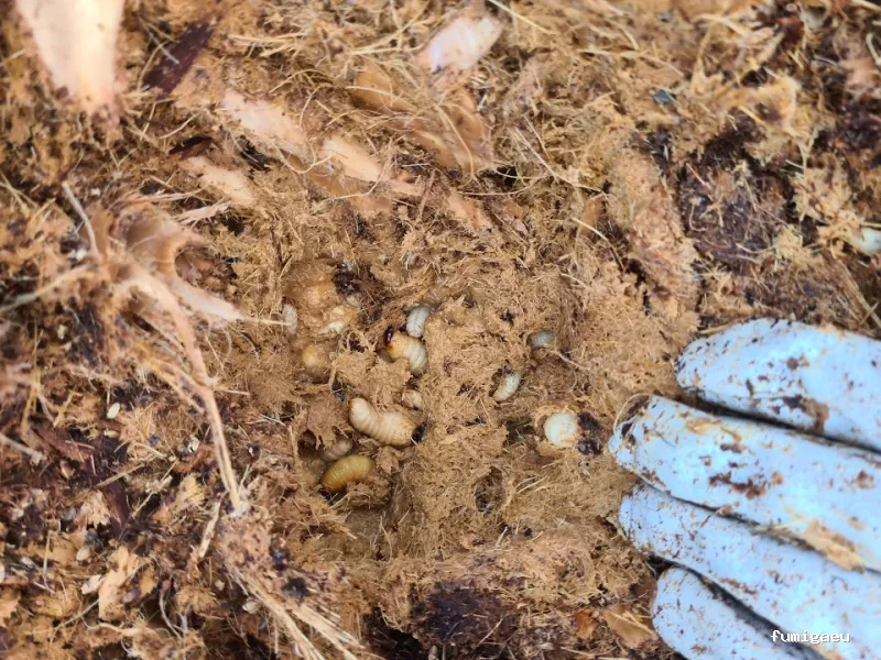 DISTMAR Control de Plagas | Pest Control Orihuela Costa