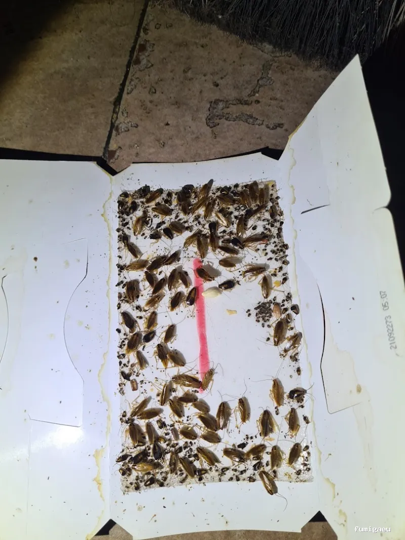 DISTMAR Control de Plagas | Pest Control Orihuela Costa