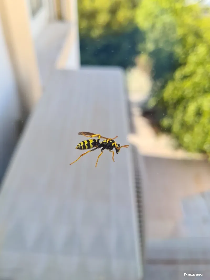 DISTMAR Control de Plagas | Pest Control Orihuela Costa