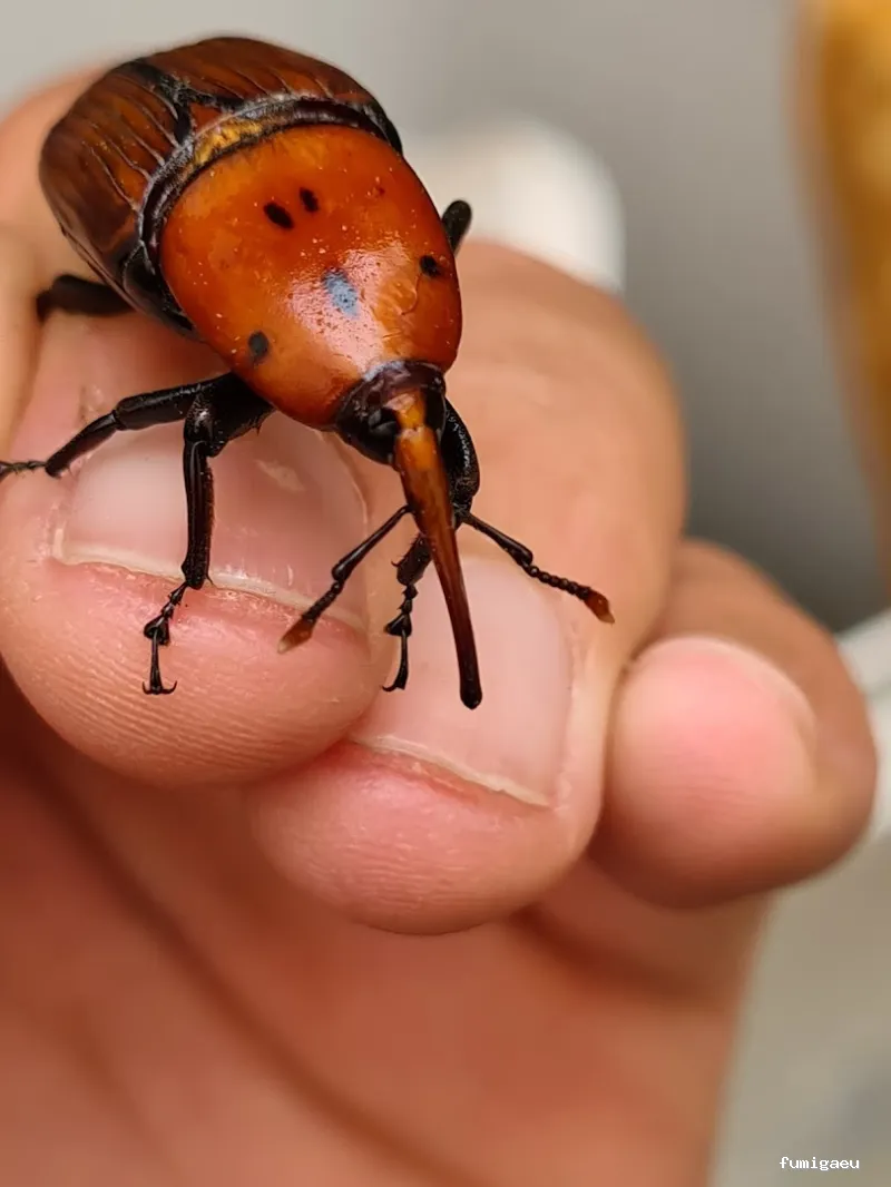 DISTMAR Control de Plagas | Pest Control Orihuela Costa