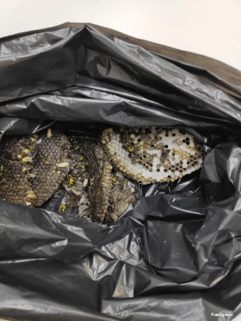 Desla Control De Plagas