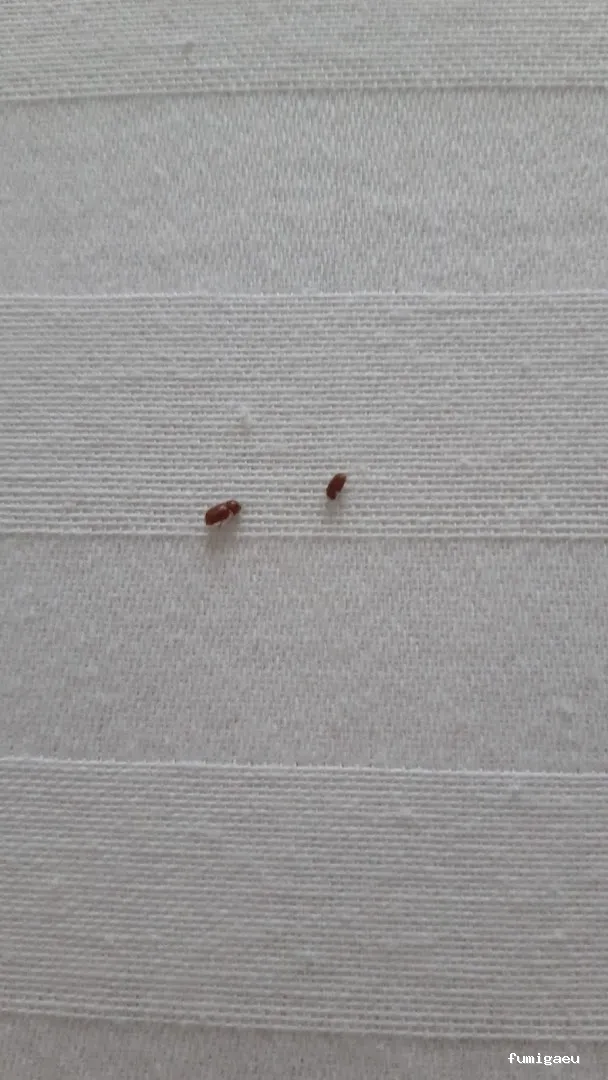 Nocucas control de plagas