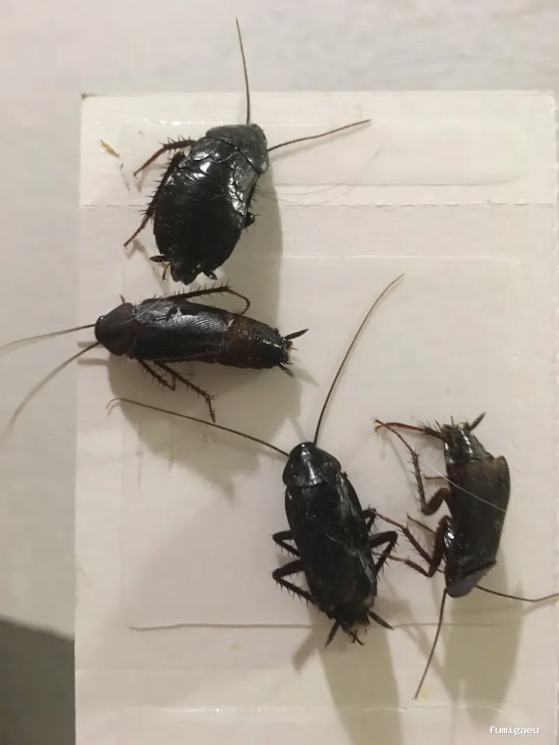 Nocucas control de plagas