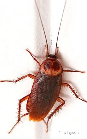 CONTROL PLAGAS J.M.S.