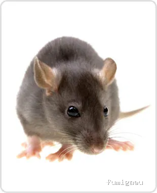 CONTROL PLAGAS J.M.S.