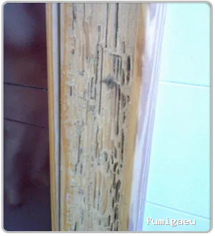 CONTROL PLAGAS J.M.S.