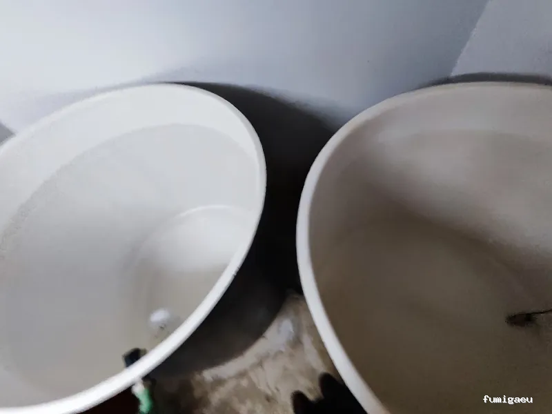 Tarsilo Control de plagas Pest control Services Fumigacion