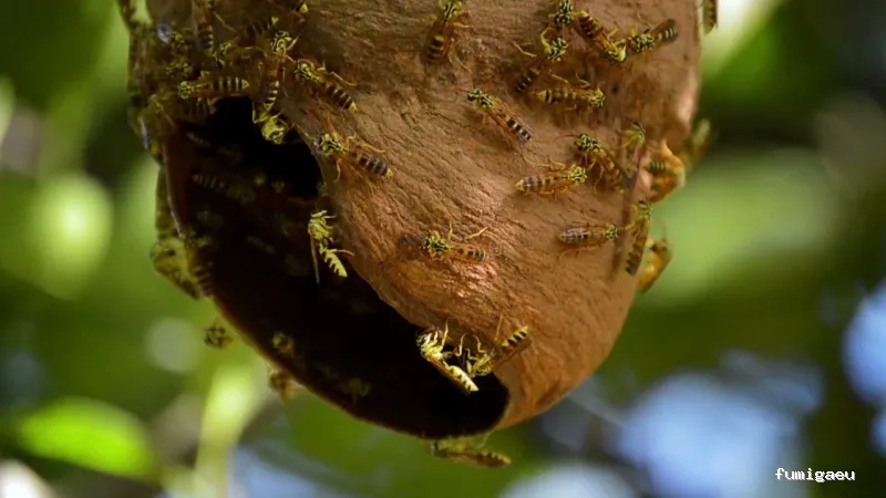 Cecsa Desinfecciones - Empresa de Control de Plagues y Fumigaciones Barcelona
