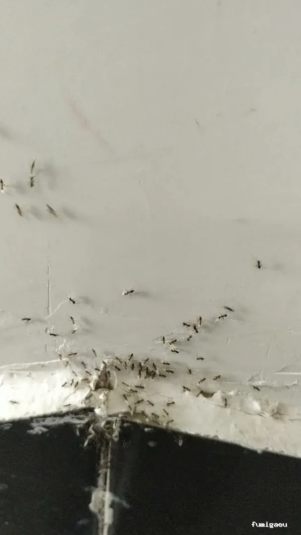 Cecsa Desinfecciones - Empresa de Control de Plagues y Fumigaciones Barcelona