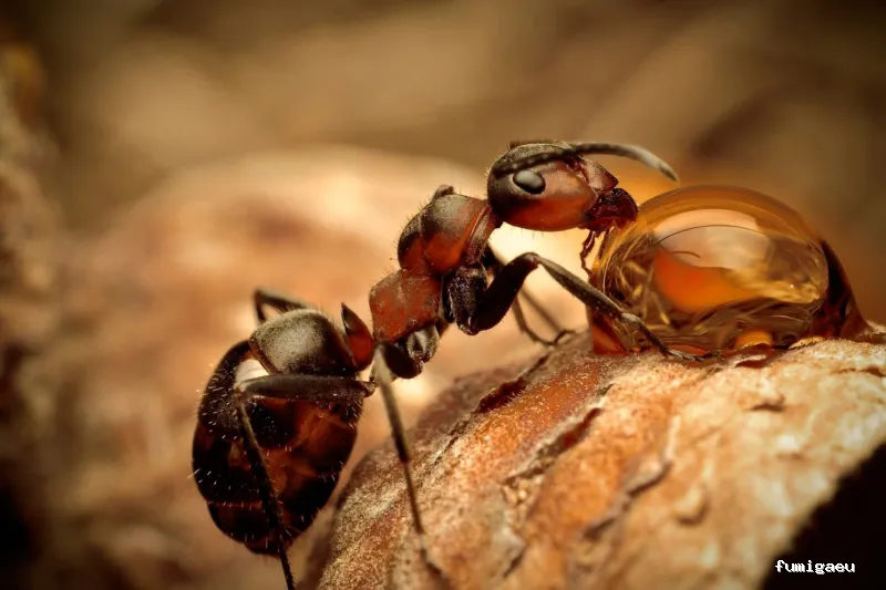 DDS Plagas | Control Termitas y Cucarachas