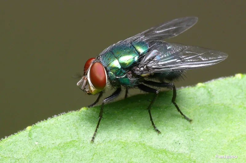 DDS Plagas | Control Termitas y Cucarachas