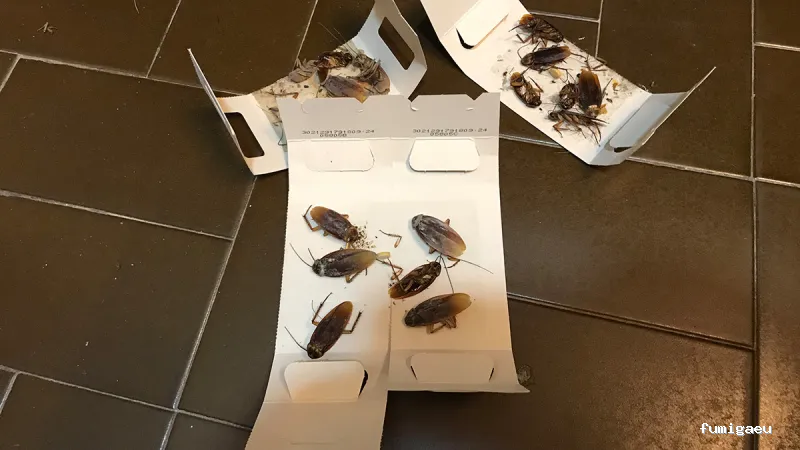 DDS Plagas | Control Termitas y Cucarachas