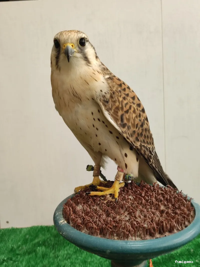 Compañía Tratamientos Levante S.L.