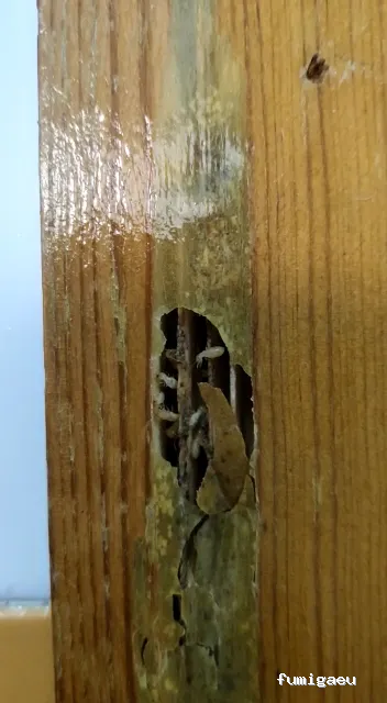 Compañía Tratamientos Levante S.L.