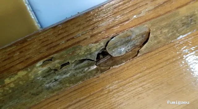 Compañía Tratamientos Levante S.L.