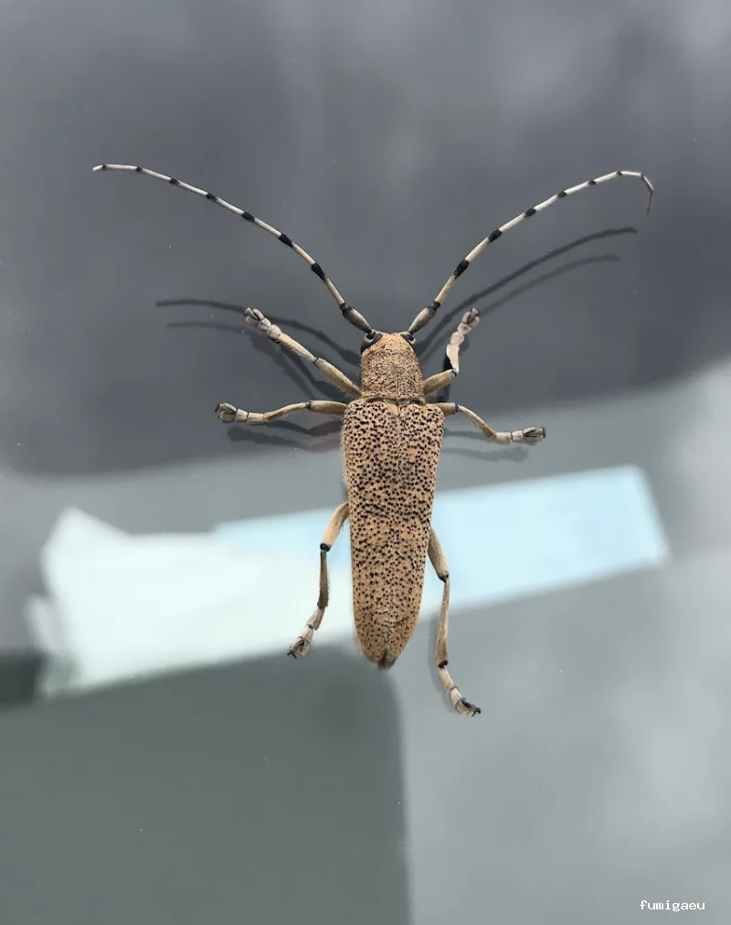 Control de Plagas - Técnica Sanitaria