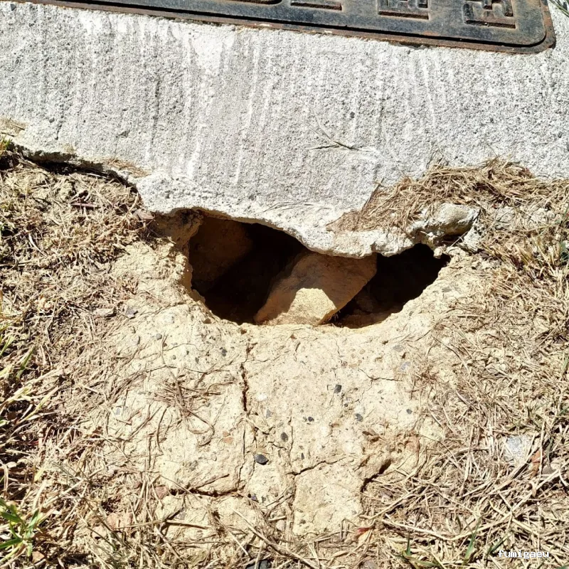 Control de Plagas - Técnica Sanitaria