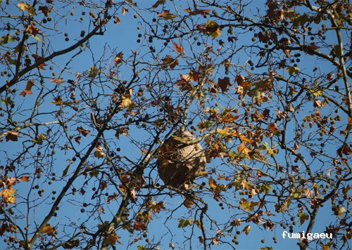Control de Plagas - Técnica Sanitaria