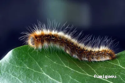 Hisan - Control de Plagas | Eliminar Termitas y Legionella