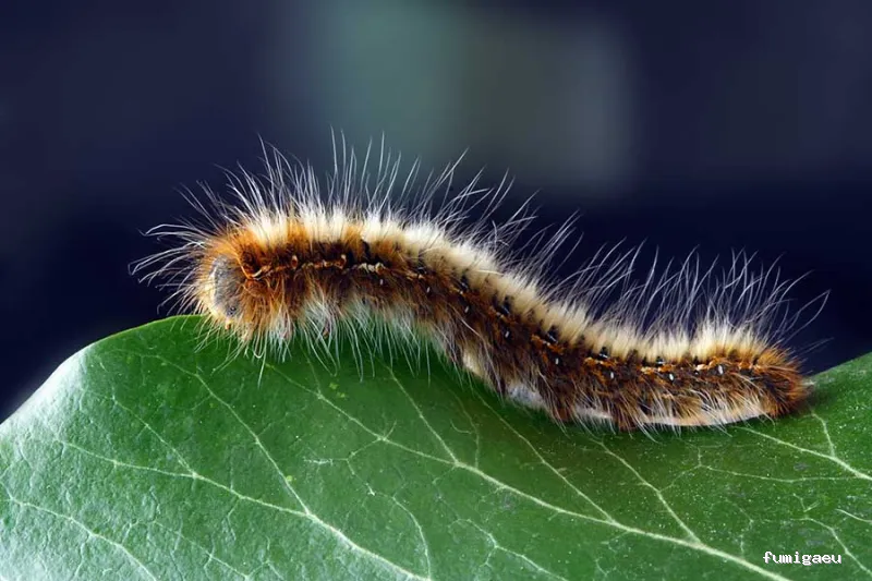 Hisan - Control de Plagas | Eliminar Termitas y Legionella