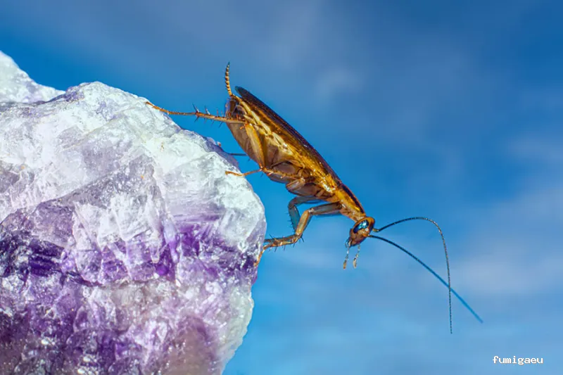 Hisan - Control de Plagas | Eliminar Termitas y Legionella