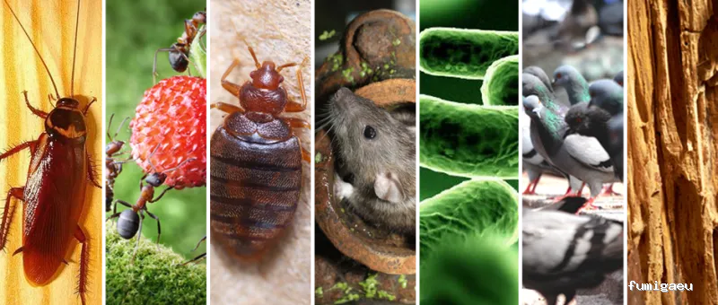 ECOPEST | Desinfección y Control de plagas Zaragoza