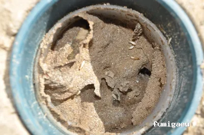 MASSIM - ROCA DEFISAN