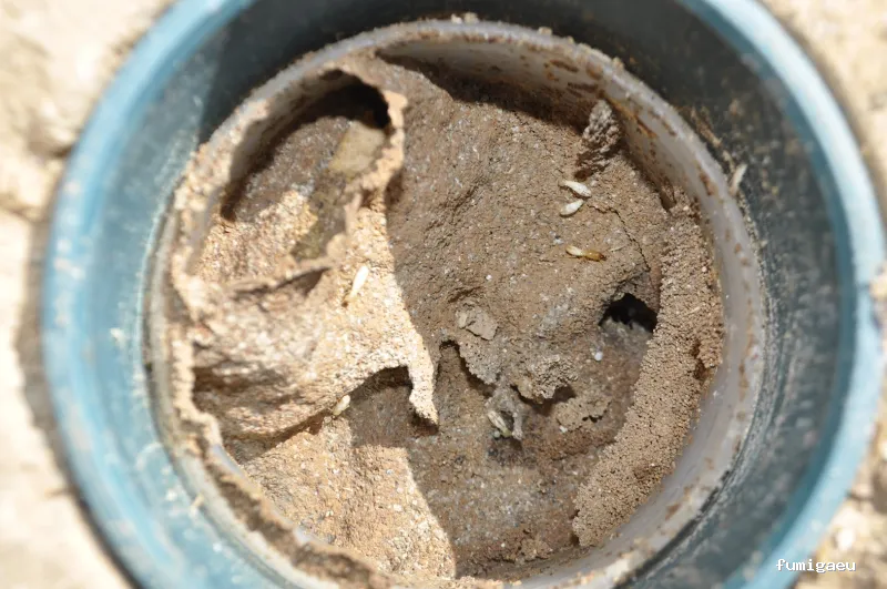 MASSIM - ROCA DEFISAN