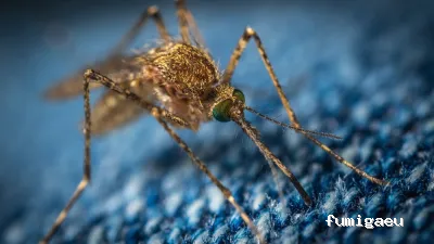 J.A.M.G. Control De Plagas