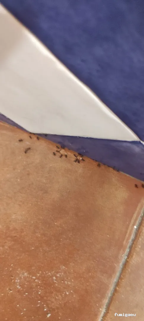 J.A.M.G. Control De Plagas