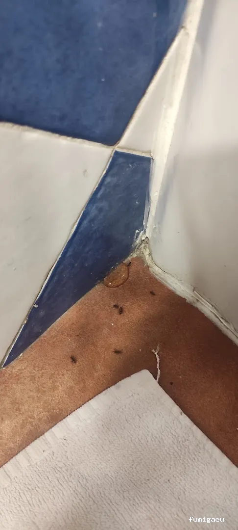 J.A.M.G. Control De Plagas