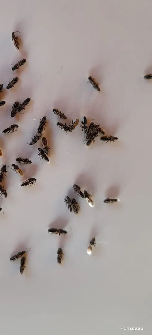 EXCOPLAGAS. Control de plagas. Fumigación. Control de legionella.