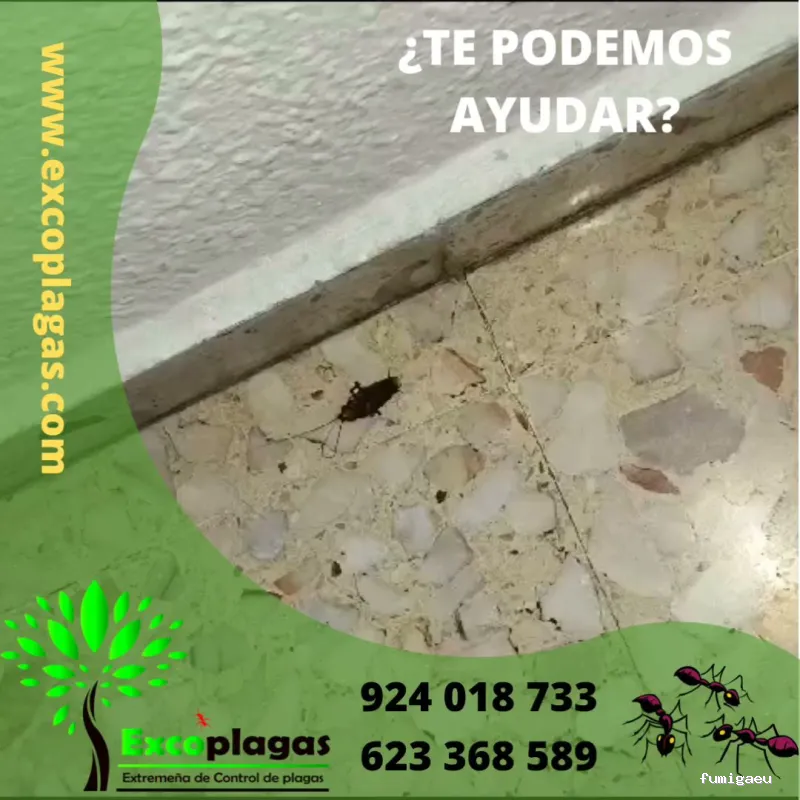 EXCOPLAGAS. Control de plagas. Fumigación. Control de legionella.