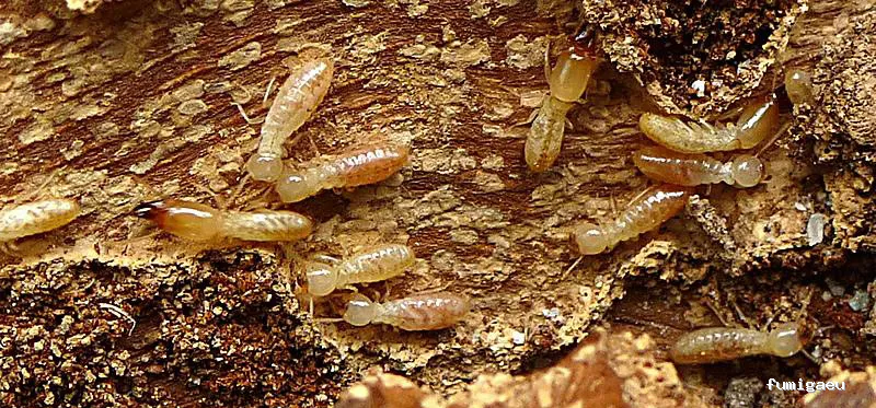 EXCOPLAGAS. Control de plagas. Fumigación. Control de legionella.