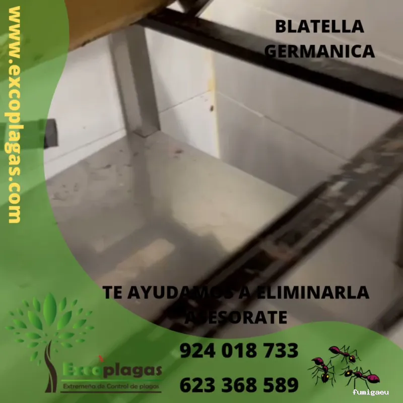 EXCOPLAGAS. Control de plagas. Fumigación. Control de legionella.