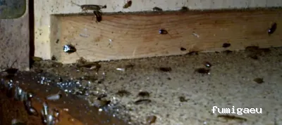 Sanex. Tratamientos Higienico Sanitarios S.L. y Control de plagas