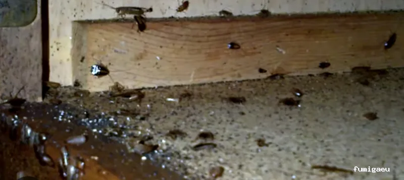 Sanex. Tratamientos Higienico Sanitarios S.L. y Control de plagas